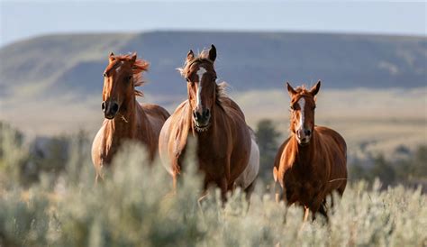 US agency to remove one million acres of wild horse habitat - Earth.com