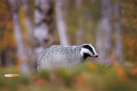 Badger Trust | United Kingdom Charity Home