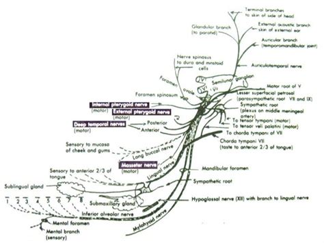 21+ Anatomy Trigeminal Nerve Diagram PNG