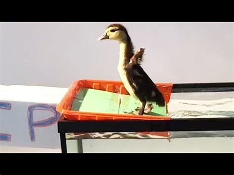 Duckling’s First Swim - Neatorama