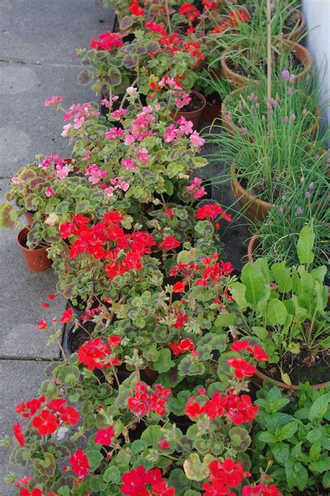 19-351 Some of the Pelargoniums that survived the Winter | Flickr