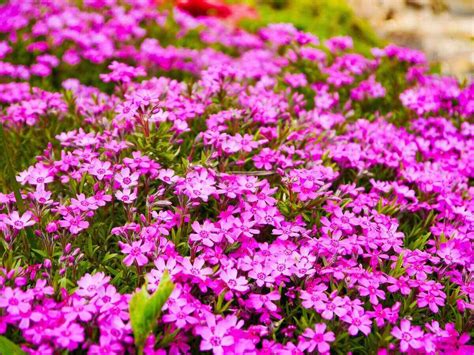 10 of the Best Flowering Ground Cover Plants