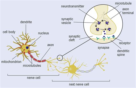 Do quantum effects play a role in consciousness? – Physics World