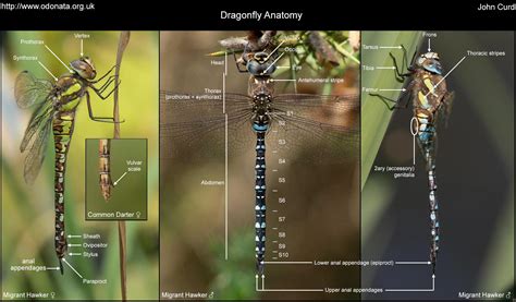 Dragonfly Anatomy – Odo-nutters