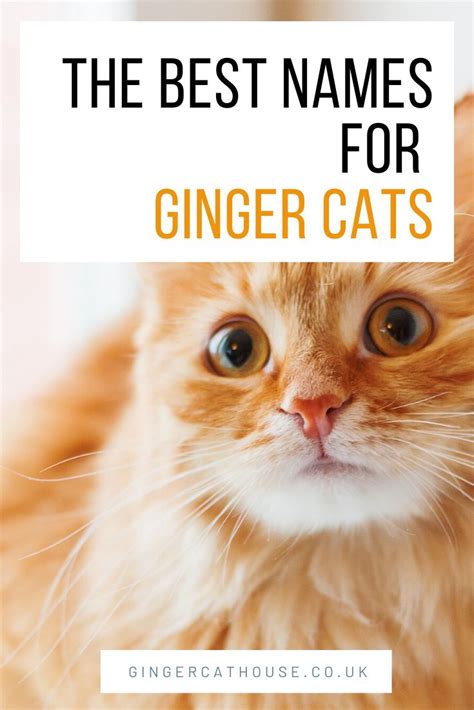 101 cute name ideas for ginger cats | Ginger cat names, Girl cat names ...