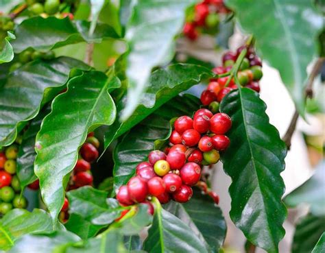 How to Grow Your Own Coffee Plant Indoors | Coffee plant, Arabica coffee, Coffee flower