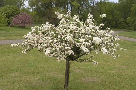 Tina Crabapple - Plant Library - Pahl's Market - Apple Valley, MN