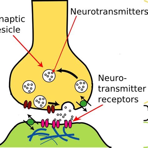 4: The transmission of neurotransmitter from the axon terminal to a... | Download Scientific Diagram