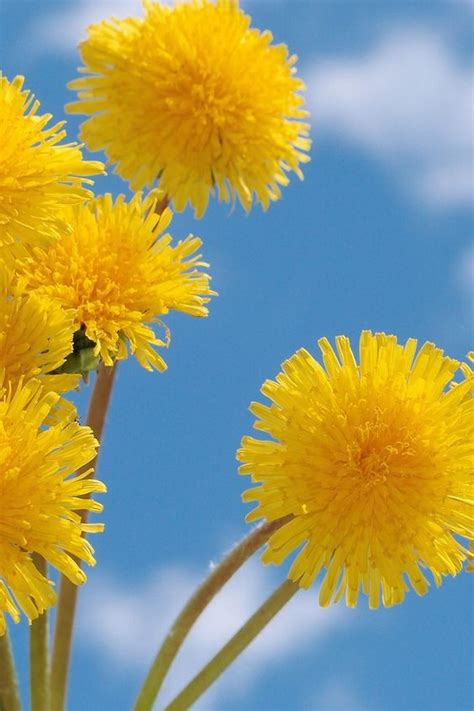 Dandelion Meaning, significance, benefits and medicinal uses