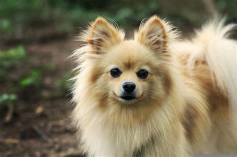 Chó phốc sóc Pomeranian có những loại nào và giá bán