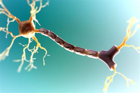 Myelin Repair in Multiple Sclerosis: A Focus for Research