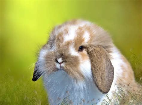 American Fuzzy Lop Rabbit: Breed Info, Pictures, Behavior, Facts, and ...