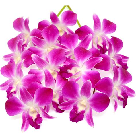 Bicolor Purple/White Dendrobium Orchids| Wholesaleflowers.net