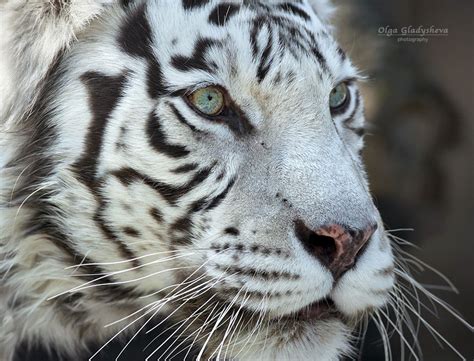 Close up portrait of a severe white bengal tiger by Olga Gladysheva on ...