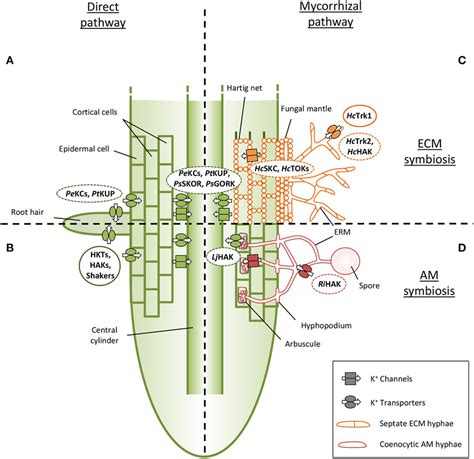 Arbuscular Mycorrhiza - Structure, Development & Functions