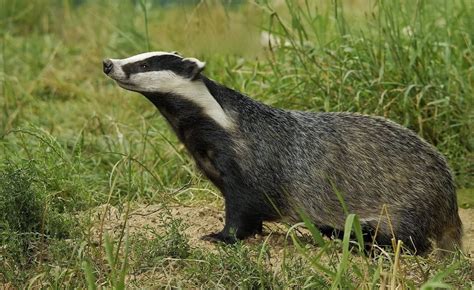 Tejón (meles meles) | Wild animals photography, Badger images, Animals ...