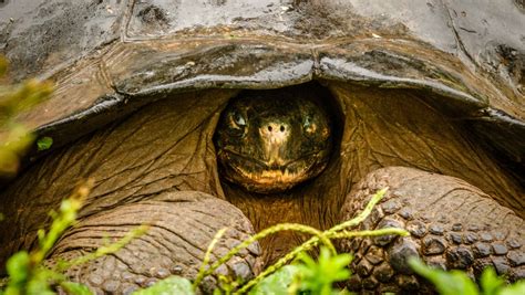 These kids are hoping to save Galapagos tortoises — and their own home — from climate change