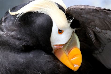 "Tufted Puffin" by Micci Shannon | Redbubble