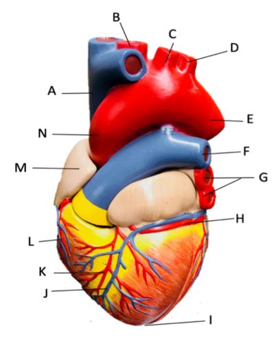 Heart anatomy Flashcards | Quizlet