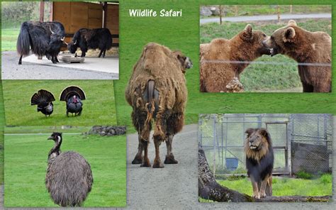 Wildlife Safari and Crater Lake Visit