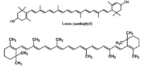 [Solved] Shown below are the structures of Xanthophyll and Carotene ...