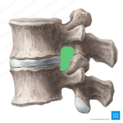 Intervertebral foramen: Anatomy and function | Kenhub