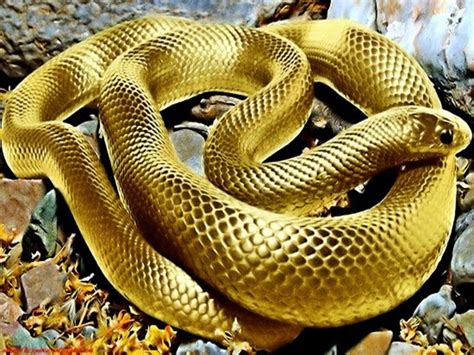 Pin by Caidenz Nunnery on Snakes | Colorful snakes, Snake, Beautiful snakes