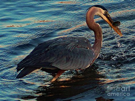 Blue Herring Photograph by John Doble - Fine Art America