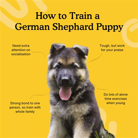 How to train a German Shepherd puppy – the ultimate guide — Zigzag Puppy Training App