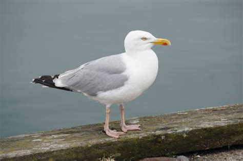 2,000+ Best Seagull Photos · 100% Free Download · Pexels Stock Photos