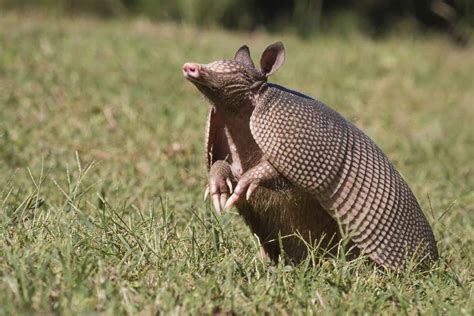 How To Get Rid Of Armadillos - WildlifeRemoval.com