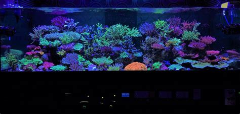 Coral Gallery Under Reef Aquarium LED • Orphek Reef Aquarium LED Lighting