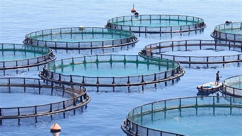 Linking agriculture with fish farming can help feed the world. Here's how