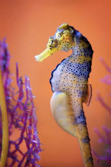 pregnant male seahorse | Underwater Life | Pinterest