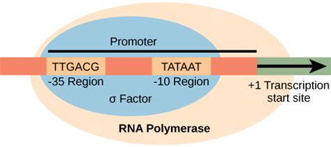 genetics - Is the promoter region of a gene transcribed? - Biology Stack Exchange