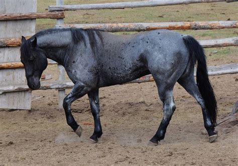 Crowheart Flutewood blue roan QH stallion. Promised Land Ranch Quarter Horses | Horses, Blue ...