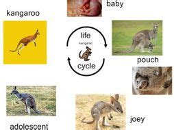 Life Cycle of Kangaroo - Interactive Activities and Worksheets | Teaching Resources