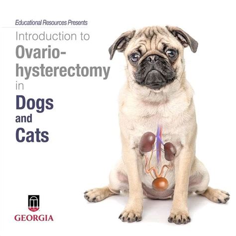 Ovariohysterectomy in Dogs and Cats | New iBook alert! 📚 Want to learn more about the spay ...