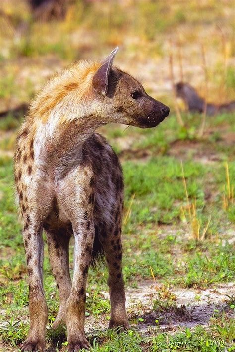 Spotted Hyena, or Laughing Hyena, (Crocuta crocuta) | Flickr