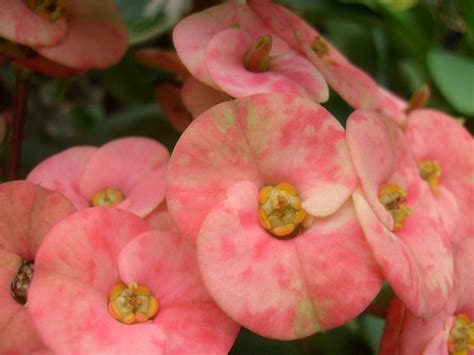 Free photo: Euphorbia Flowers - Beauty, Bloom, Euphorbia - Free ...