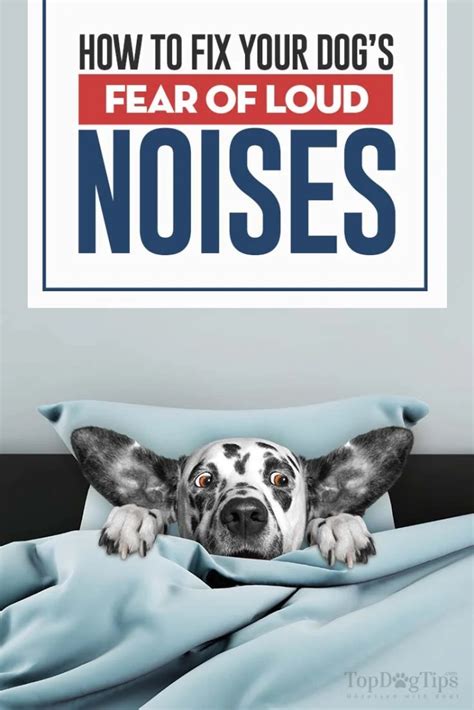 How to Fix Your Dog's Noise Phobia and Fear of Loud Noises