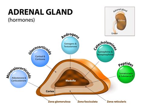 Adrenal Gland Disorders – Illustrated Nursing