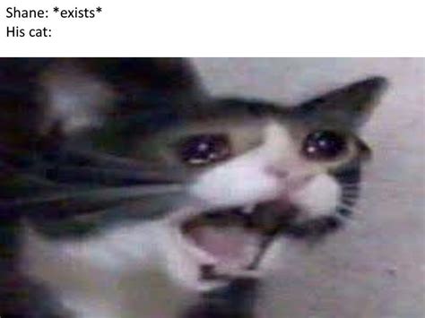 uwu *cat noises* : r/memes