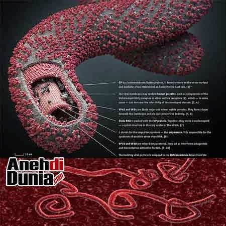 Penjelasan Dan Foto Keganasan Virus Ebola - Uniknya Mana tahan