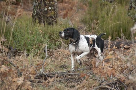 Hunting Dog, Pointer Breed, Pointing Stock Photo - Image of canine, braque: 141979082