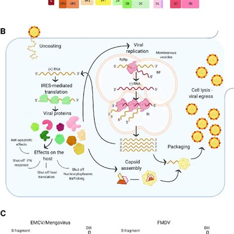 Picornavirus genomic organization, life cycle, and relevant structures... | Download Scientific ...