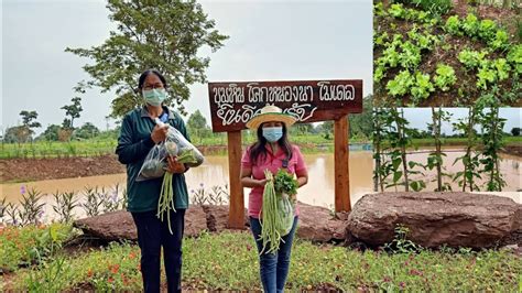 โคกหนองนาอย่างสวย!!เกษตรผสมผสาน ปลูกผัก เลี้ยงปลา - YouTube