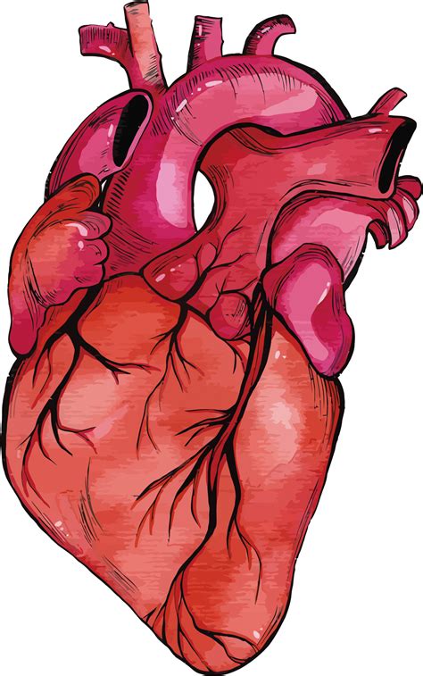 Human Heart Clipart Heart Anatomy Human Heart Drawing Heart | My XXX Hot Girl
