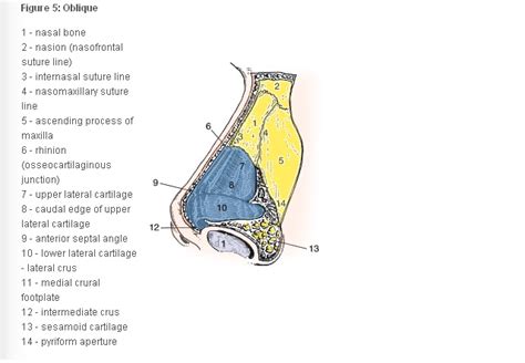 Nose Revision Surgery and Surgeons: The Anatomy and Definition of Nasal Valve Collapse and ...