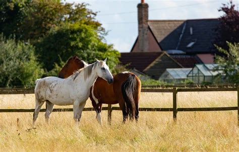 The Horse Whisperer - A Miracle or Profession? - ehorses Magazine